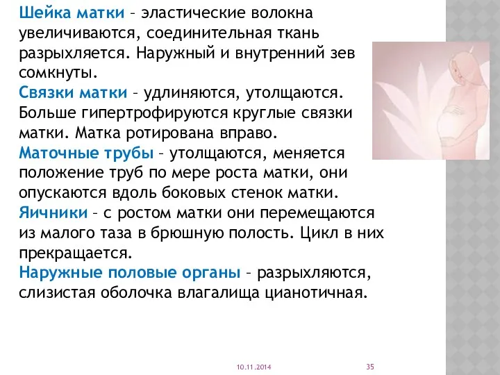 Шейка матки – эластические волокна увеличиваются, соединительная ткань разрыхляется. Наружный