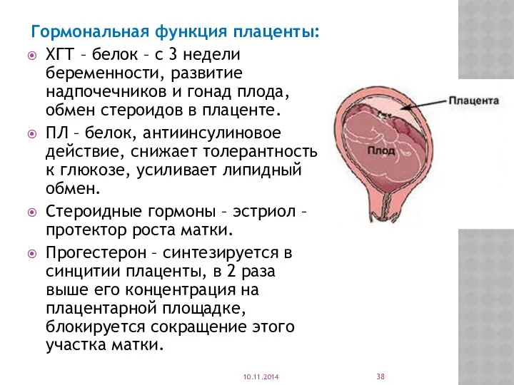 Гормональная функция плаценты: ХГТ – белок – с 3 недели