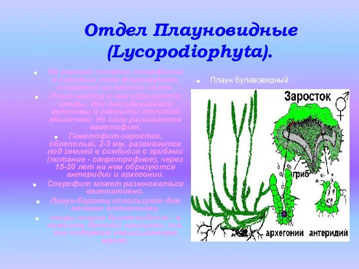 Отдел Плауновидные (Lycopodiophyta). На верхней стороне спорофилла в середине лета