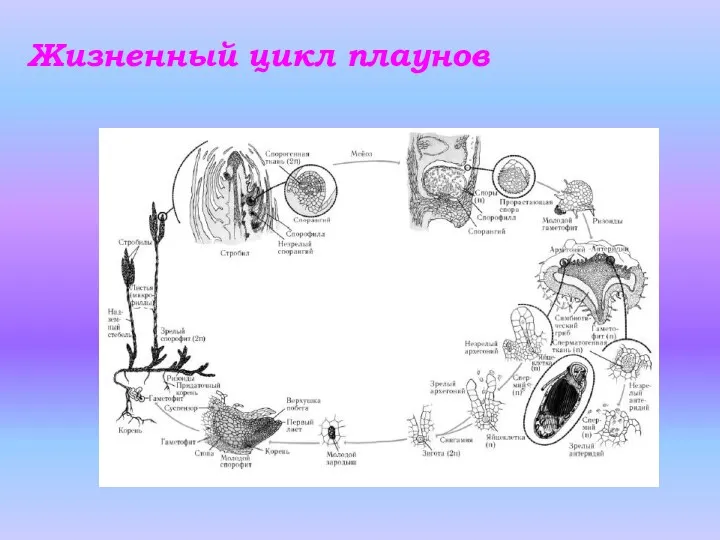 Жизненный цикл плаунов