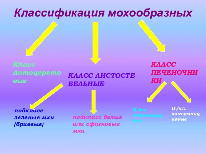 Классификация мохообразных Класс Антоцеротовые КЛАСС ЛИСТОСТЕ БЕЛЬНЫЕ КЛАСС ПЕЧЕНОЧНИКИ подкласс