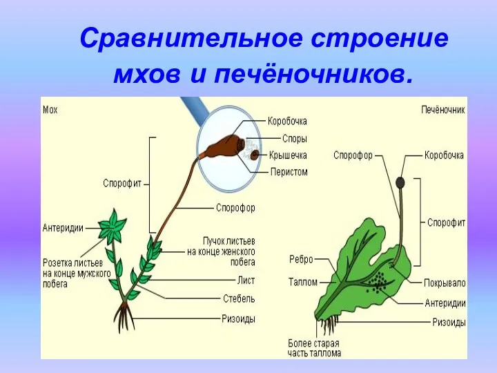 Сравнительное строение мхов и печёночников.