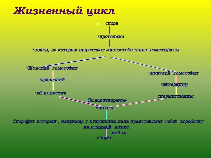 Жизненный цикл спора протонема почки, из которых вырастают листостебельные гаметофиты