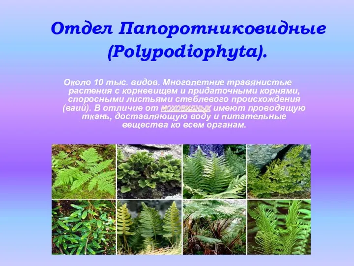 Отдел Папоротниковидные (Polypodiophyta). Около 10 тыс. видов. Многолетние травянистые растения