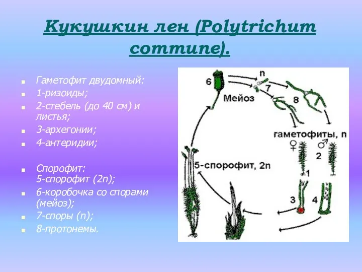 Гаметофит двудомный: 1-ризоиды; 2-стебель (до 40 см) и листья; 3-архегонии;