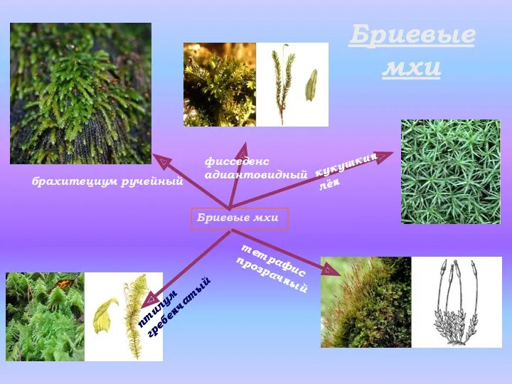 Бриевые мхи Бриевые мхи кукушкин лён птилум гребенчатый тетрафис прозрачный фисседенс адиантовидный брахитециум ручейный