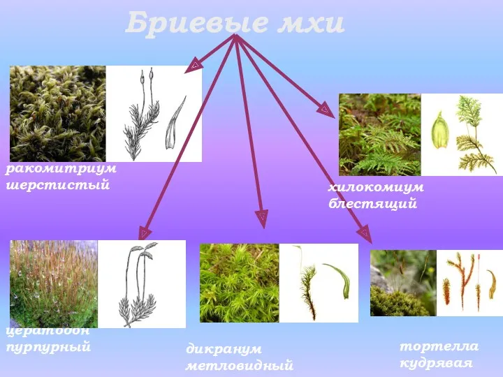 Бриевые мхи дикранум метловидный тортелла кудрявая хилокомиум блестящий ракомитриум шерстистый цератодон пурпурный
