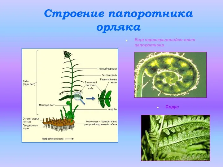 Строение папоротника орляка Еще нераскрывшийся лист папоротника. Сорус