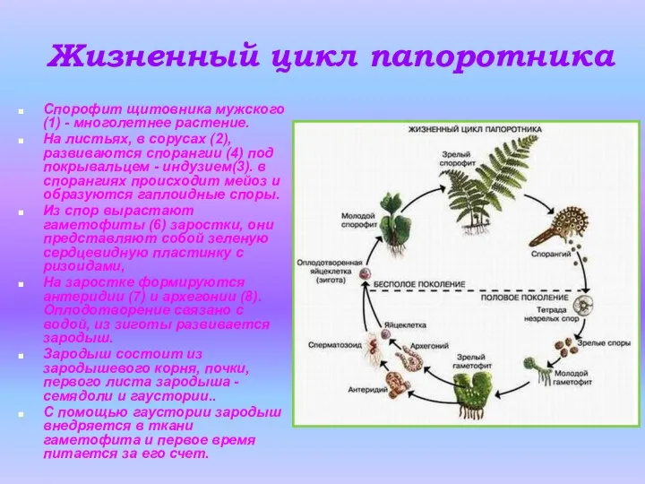 Жизненный цикл папоротника Спорофит щитовника мужского (1) - многолетнее растение.