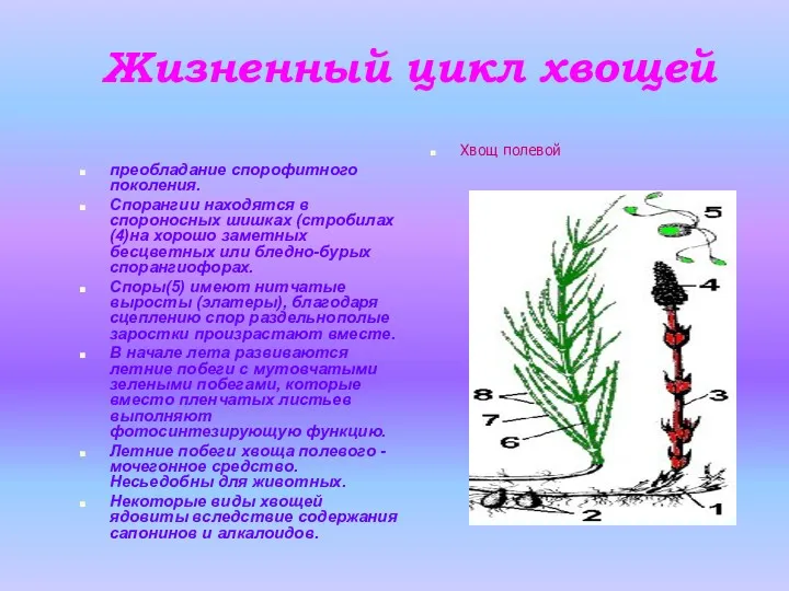 Жизненный цикл хвощей преобладание спорофитного поколения. Спорангии находятся в спороносных