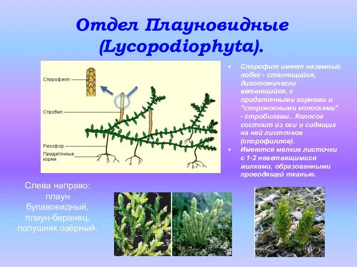 Отдел Плауновидные (Lycopodiophyta). Слева направо: плаун булавовидный, плаун-баранец, полушник озёрный.