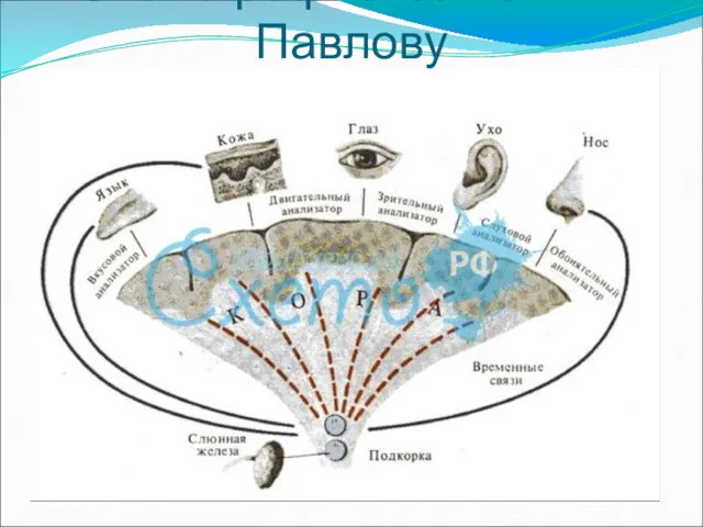 Схема рефлекса по И.П. Павлову