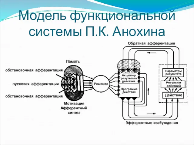 Модель функциональной системы П.К. Анохина