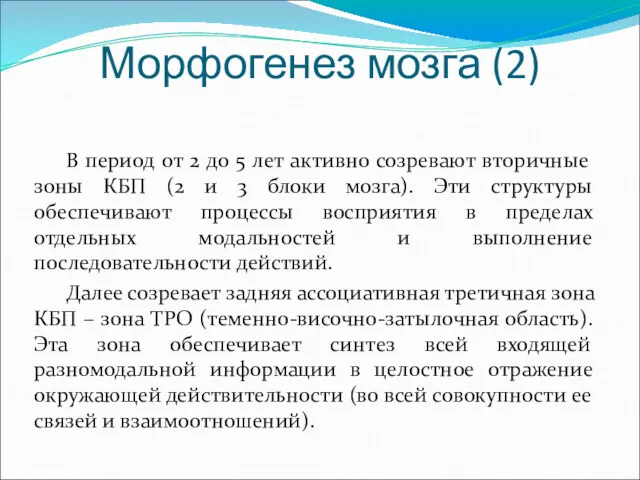 Морфогенез мозга (2) В период от 2 до 5 лет