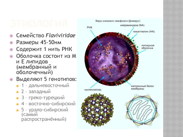 ЭТИОЛОГИЯ Семейство Flaviviridae Размеры 45-50нм Содержит 1 нить РНК Оболочка