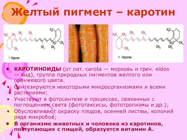 Желтый пигмент – каротин КАРОТИНОИДЫ (от лат. carota — морковь