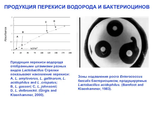 Зоны подавления роста Enterococcus faecalis бактериоцином, продуцируемых Lactobacillus acidophilus. (Barefoot