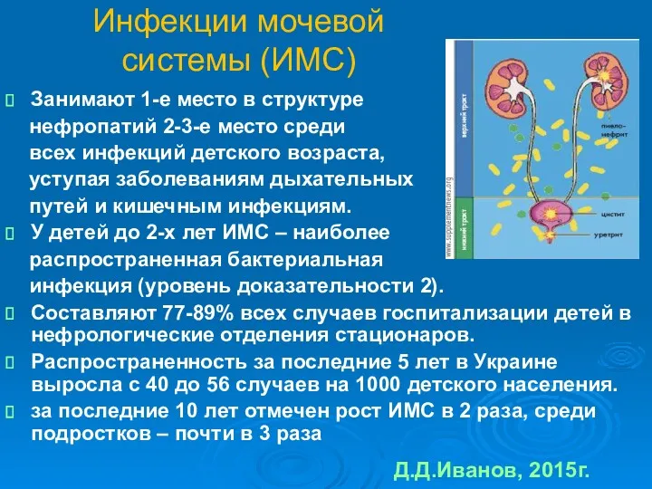 Инфекции мочевой системы (ИМС) Занимают 1-е место в структуре нефропатий