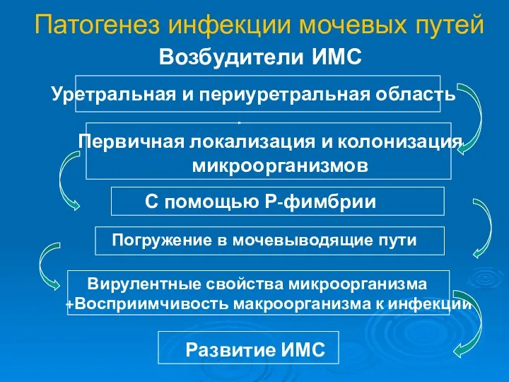 Патогенез инфекции мочевых путей Возбудители ИМС Уретральная и периуретральная область