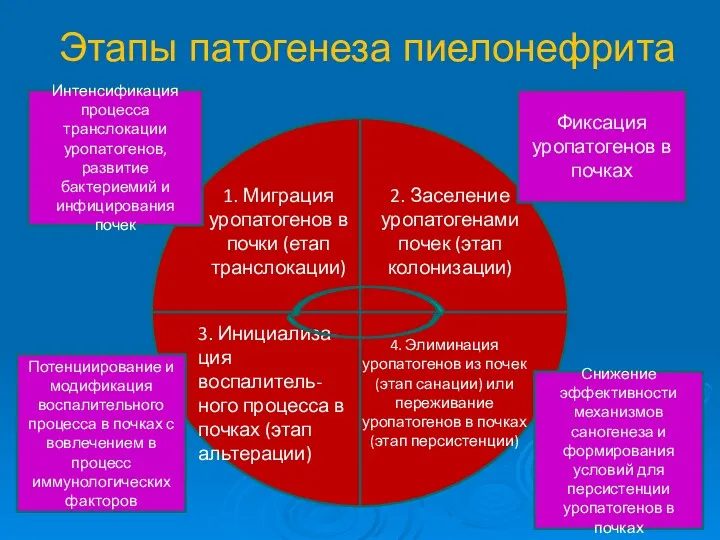 Этапы патогенеза пиелонефрита 2. Заселение уропатогенами почек (этап колонизации) 1.