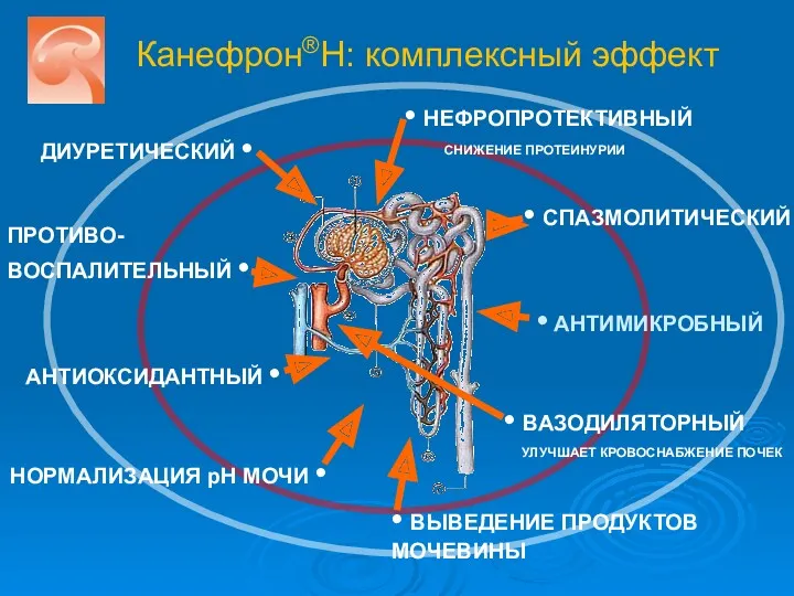 Канефрон®Н: комплексный эффект ДИУРЕТИЧЕСКИЙ • • АНТИМИКРОБНЫЙ • СПАЗМОЛИТИЧЕСКИЙ ПРОТИВО-ВОСПАЛИТЕЛЬНЫЙ