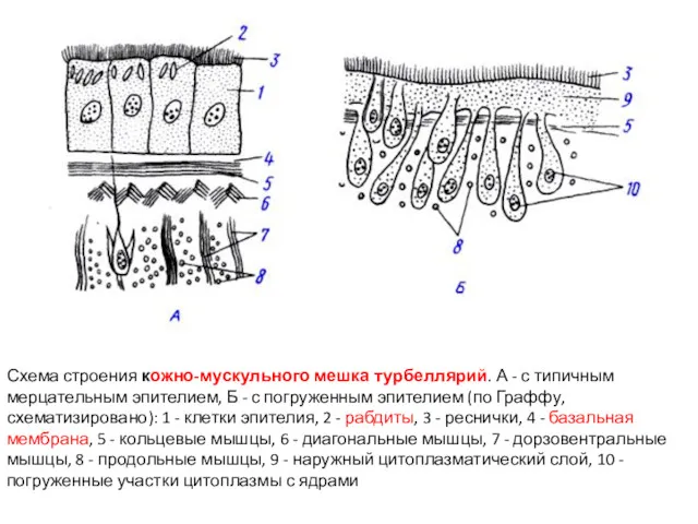Схема строения кожно-мускульного мешка турбеллярий. А - с типичным мерцательным