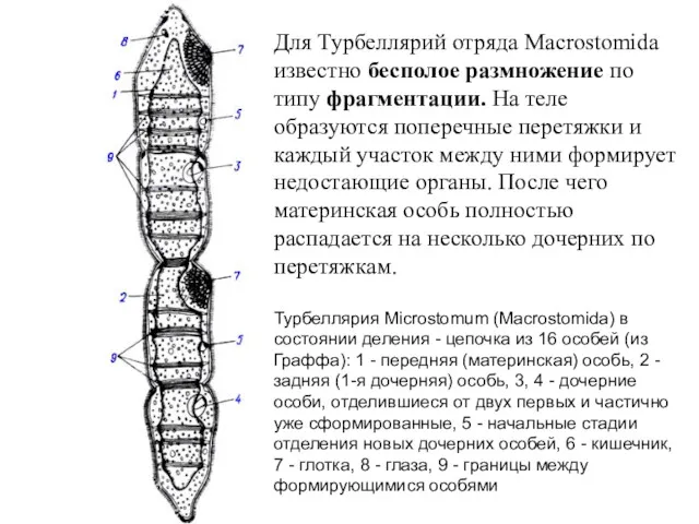 Для Турбеллярий отряда Macrostomida известно бесполое размножение по типу фрагментации.