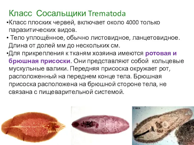 Класс Сосальщики Trematoda Класс плоских червей, включает около 4000 только