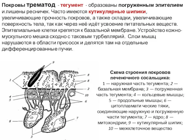 Схема строения покровов печеночного сосальщика: 1 — наружная часть тегумента;