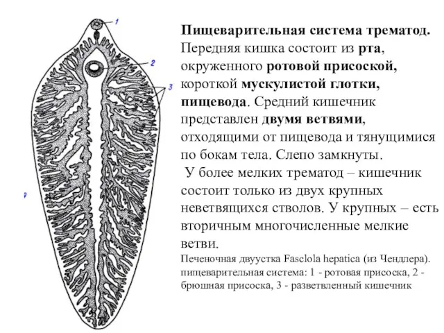 Пищеварительная система трематод. Передняя кишка состоит из рта, окруженного ротовой