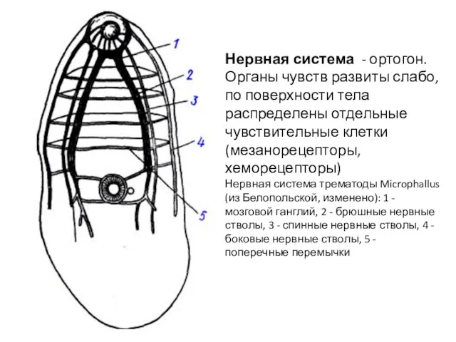 Нервная система - ортогон. Органы чувств развиты слабо, по поверхности