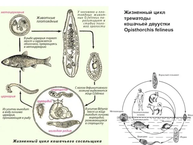 Жизненный цикл трематоды кошачьей двуустки Opisthorchis felineus