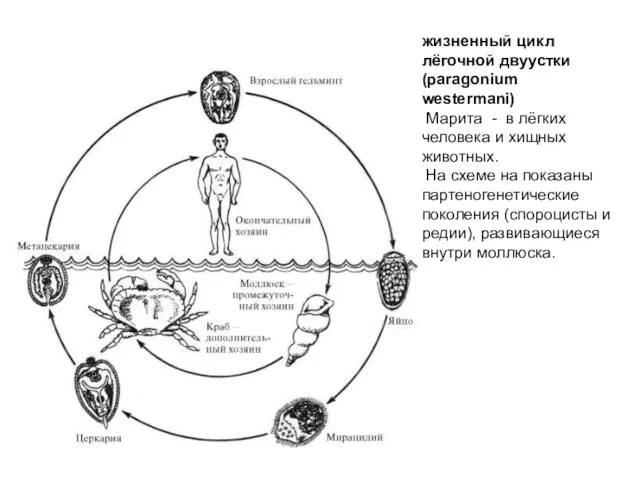 жизненный цикл лёгочной двуустки (paragonium westermani) Марита - в лёгких