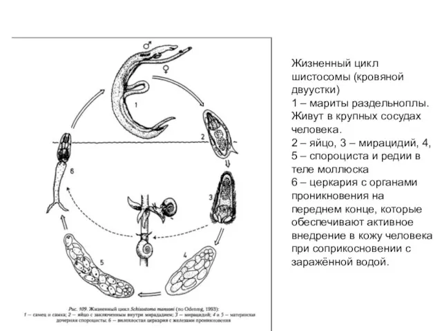 Жизненный цикл шистосомы (кровяной двуустки) 1 – мариты раздельноплы. Живут