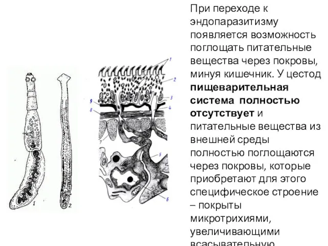 При переходе к эндопаразитизму появляется возможность поглощать питательные вещества через