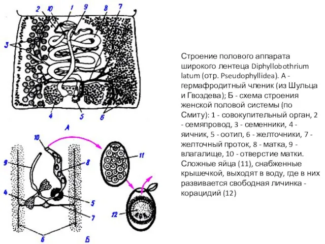 Строение полового аппарата широкого лентеца Diphyllobothrium latum (отр. Pseudophyllidea). A