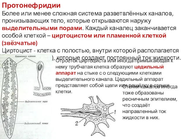 Протонефридии Более или менее сложная система разветвлённых каналов, пронизывающих тело,