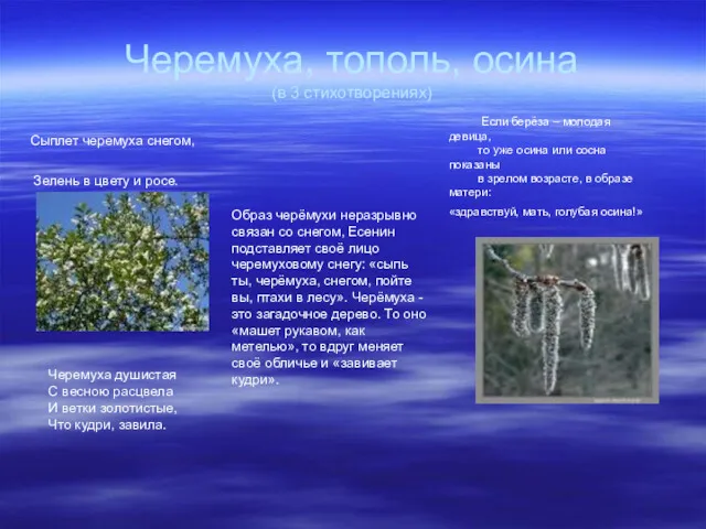 Черемуха, тополь, осина (в 3 стихотворениях) Сыплет черемуха снегом, Зелень в цвету и