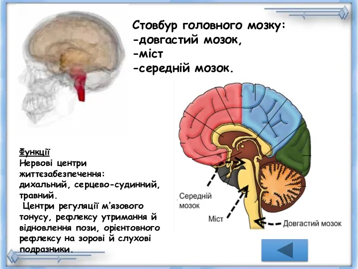 Стовбур головного мозку: -довгастий мозок, -міст -середній мозок. Функції Нервові