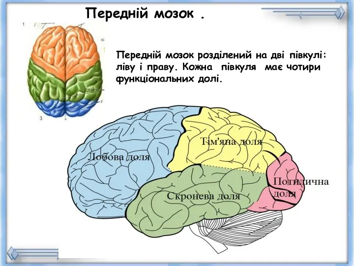 Передній мозок . Передній мозок розділений на дві півкулі: ліву