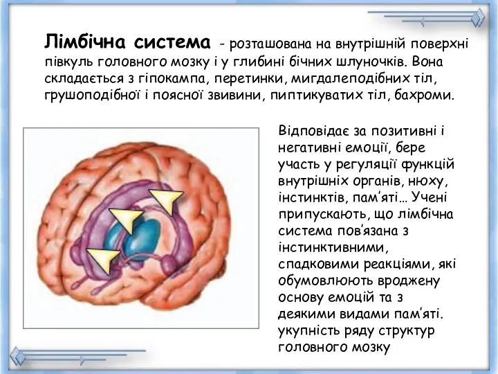 Лімбічна система - розташована на внутрішній поверхні півкуль головного мозку