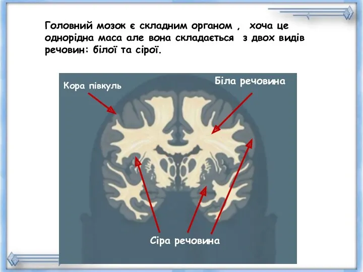 Головний мозок є складним органом , хоча це однорідна маса