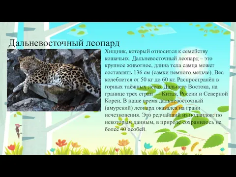 Дальневосточный леопард Хищник, который относится к семейству кошачьих. Дальневосточный леопард – это крупное