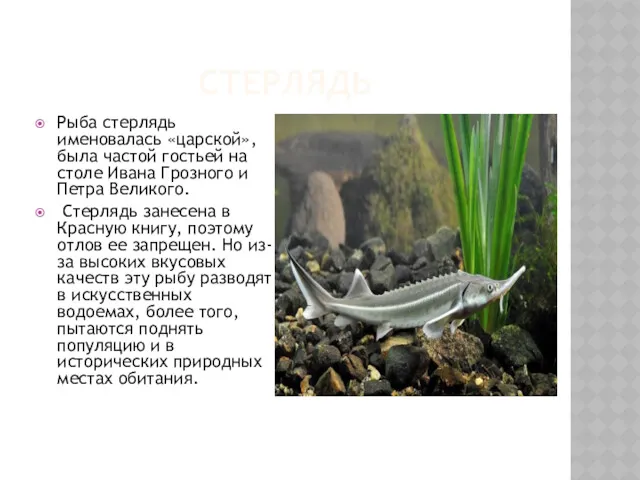 СТЕРЛЯДЬ Рыба стерлядь именовалась «царской», была частой гостьей на столе Ивана Грозного и