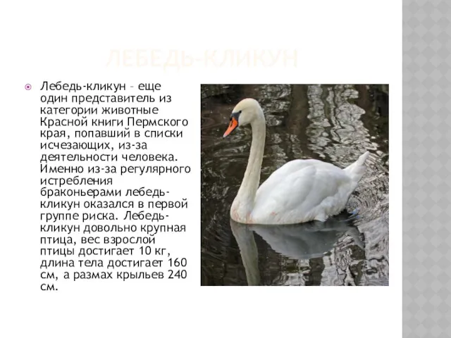 ЛЕБЕДЬ-КЛИКУН Лебедь-кликун – еще один представитель из категории животные Красной книги Пермского края,