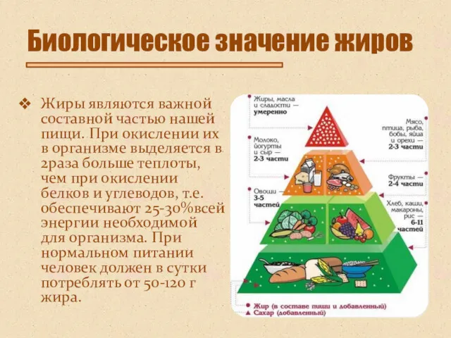 Биологическое значение жиров Жиры являются важной составной частью нашей пищи.