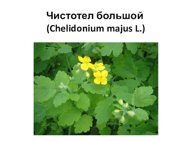 Чистотел большой (Chelidonium majus L.)