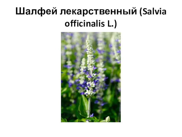 Шалфей лекарственный (Salvia officinalis L.)