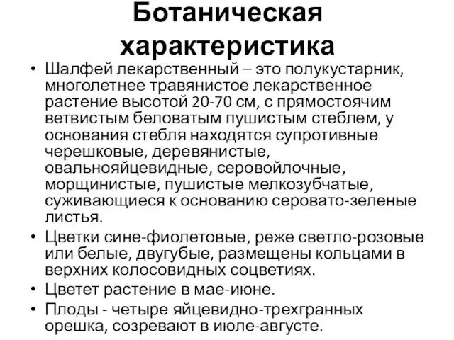 Ботаническая характеристика Шалфей лекарственный – это полукустарник, многолетнее травянистое лекарственное