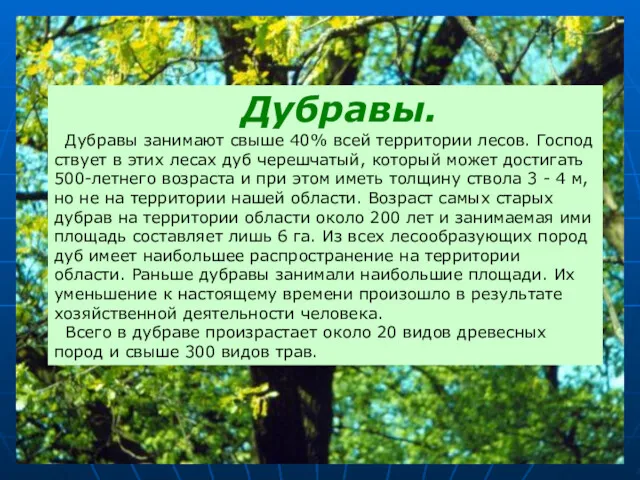 Дубравы. Дубравы занимают свыше 40% всей территории лесов. Господ ствует